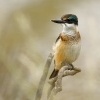 Lednacek posvatny - Todiramphus sanctus - Sacred kingfisher - kotare 6785